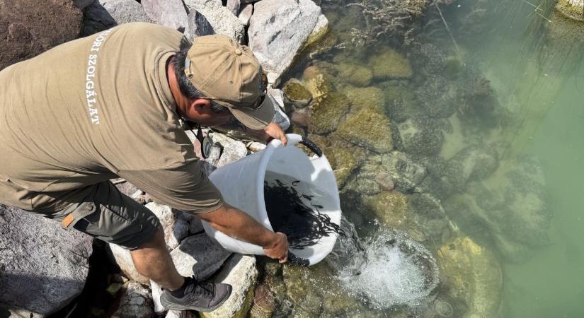 Tovább gyarapodik a Balaton őshonos halállománya