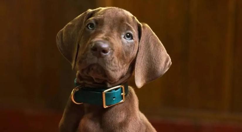 Csak semmi CGI! Valódi kiskutya játssza Scooby-Doo-t a Netflix sorozatában!