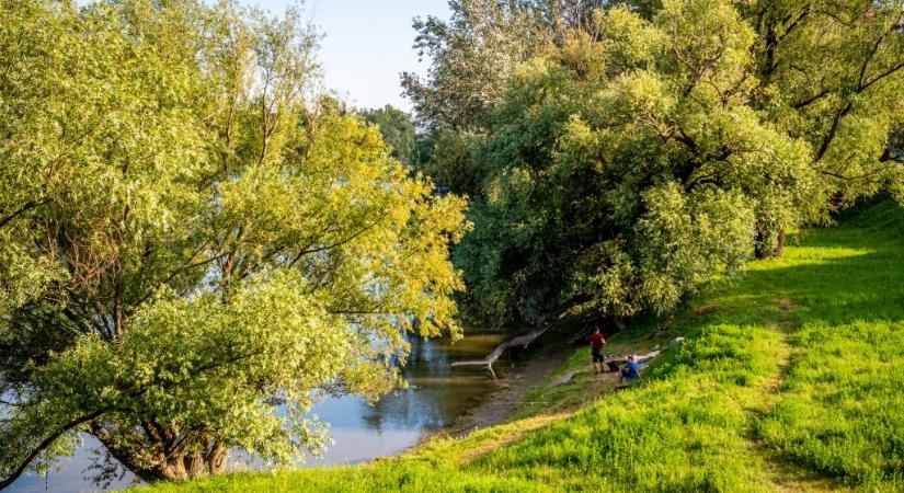 Itt az erdőbarátkvíz folytatása: hány fát ismersz fel képről?