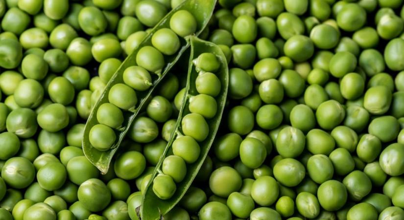 Még mindig nagyok vagyunk a borsókonzerv exportjában