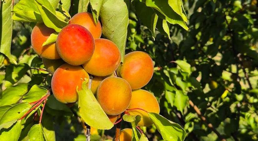 Két hét és terem a legszeszélyesebb gyümölcsünk – a kajszibarack idén sem lesz olcsó