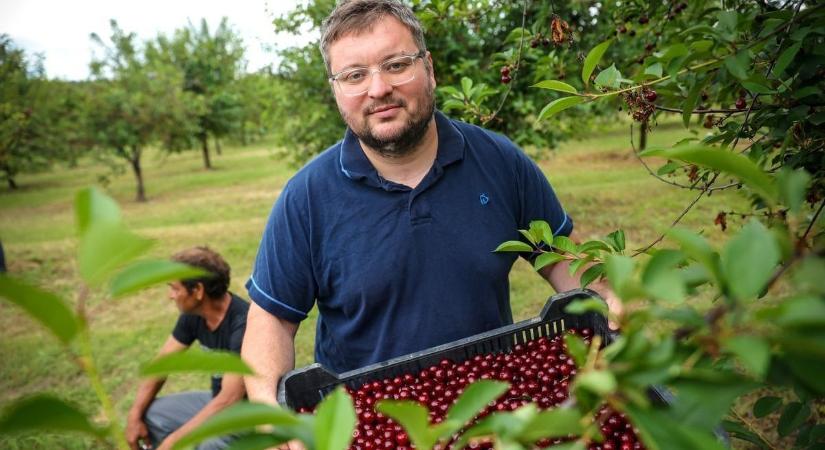 Meggyből Tolnában nem lesz hiány, az Alföldön viszont a fagy szüretelt