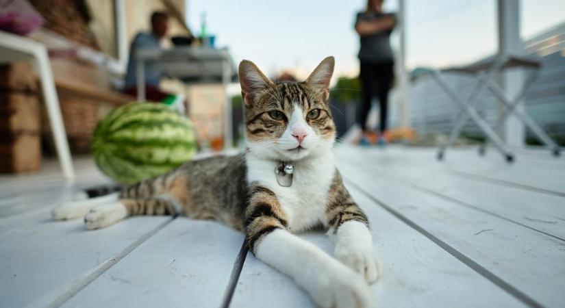 Pearl, a morcos macska Thaiföldön ellenőrzi a görögdinnyék minőségét