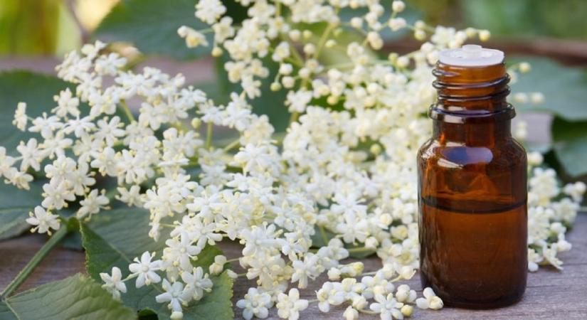 A cickafark a legnagyobb forróságban is gyönyörű évelő dísznövény!