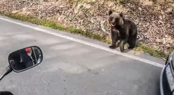 Hiába a bírság, húsz nap alatt kilenc medvetámadás történt a Transzfogarason