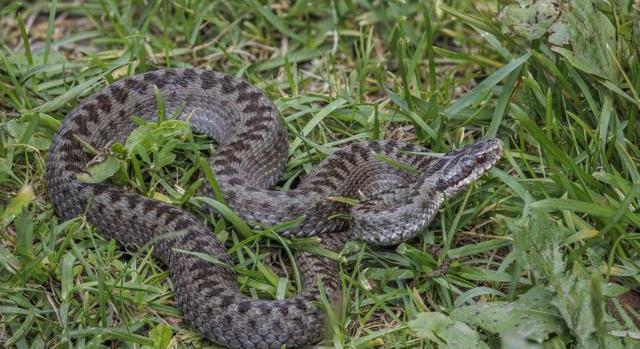 Saját udvarán mart meg egy nőt a Magyarországon honos kárpáti vipera: nagyot hibázott az áldozat