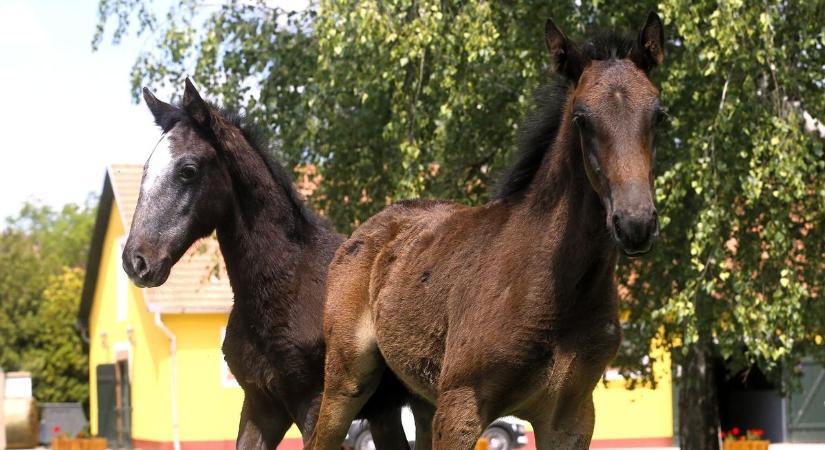 Nevet keresnek az elárvult lipicai csikónak Szilvásváradon