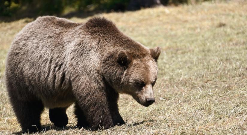 Agresszív medve kergette meg a polgármestert, gumicsizmában menekült az állat elől - nem ez volt az állat egyetlen akciója