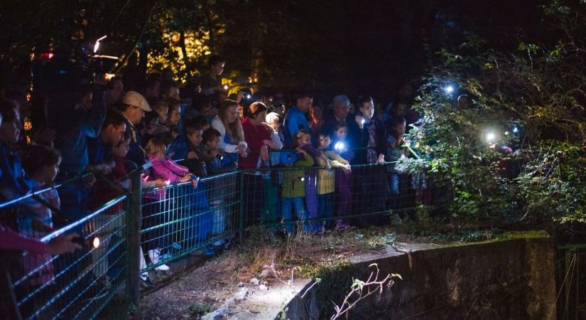Különleges esti kalandra hívja az érdeklődőket a Pécsi Állatkert