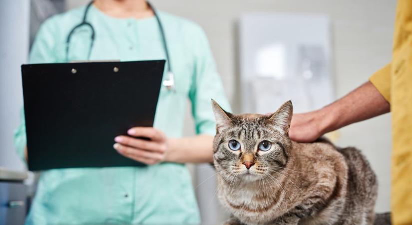 Hepatitisz: a macskák leggyakoribb májbetegsége
