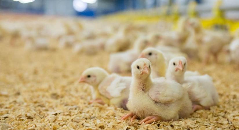 Fokhagymából nyert allicint vizsgálnak kenyai kutatók antibiotikum-alternatívaként brojlercsirkéknél