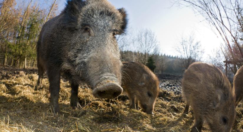 A hadsereget is bevethetik, minden vaddisznót kilőnek ebben a térségben