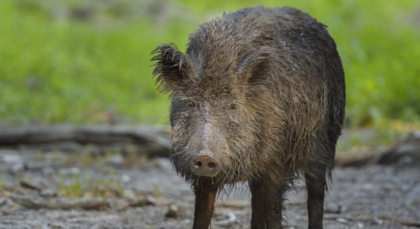 Akár a honvédséget is bevethetik egy agresszív vírus miatt Magyarországon