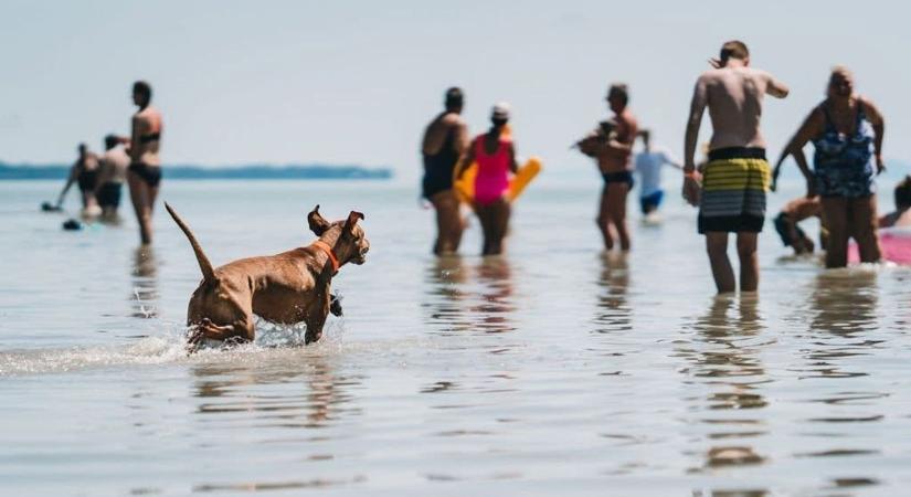 99 kutyabarát hely a Balatonnál — ez a térkép mindenképp legyen a zsebedben, ha kedvenceddel indulsz útnak