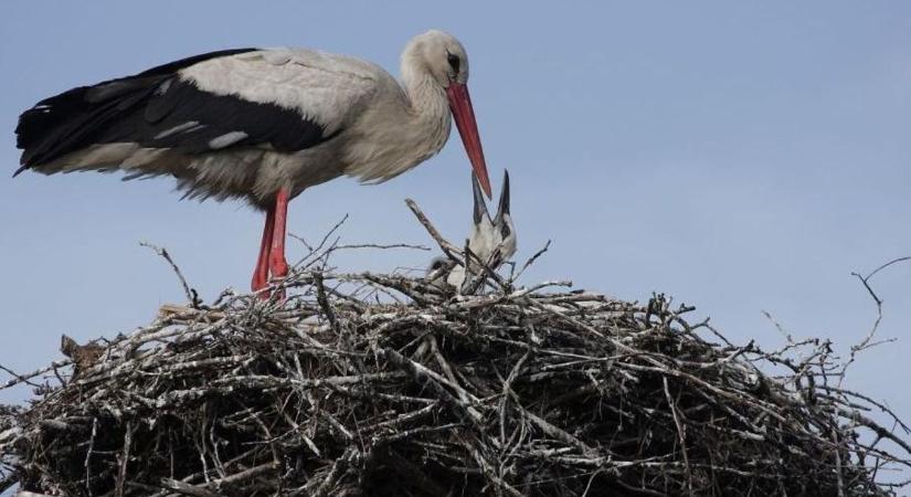 Pénteken gólyafiókákat gyűrűznek Bács-Kiskunban – mutatjuk a pontos helyszíneket