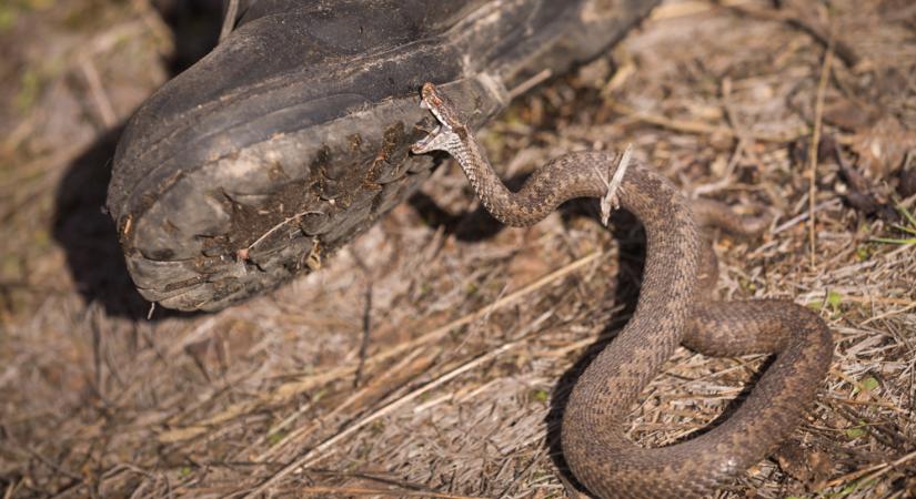 Vipera támadt egy nőre a saját udvarában Magyarországon – azonnal kórházba került