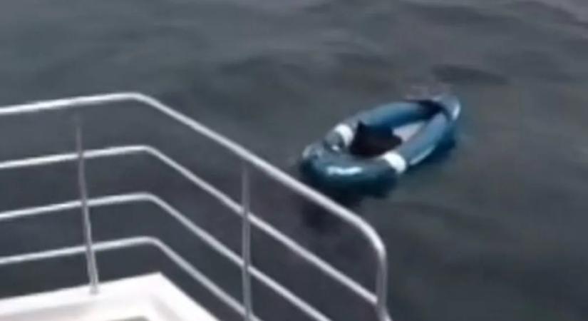 Szívmelengető felvételek: kutyát mentett ki a legénység, miután órákig sodródott a tengerben - videó