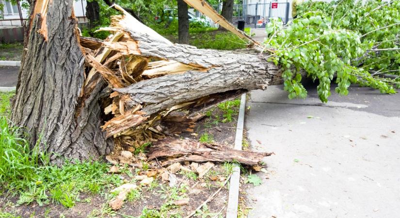 Viharos éjszakájuk volt a somogyi tűzoltóknak, fák dőltek ki, és hasadtak ketté