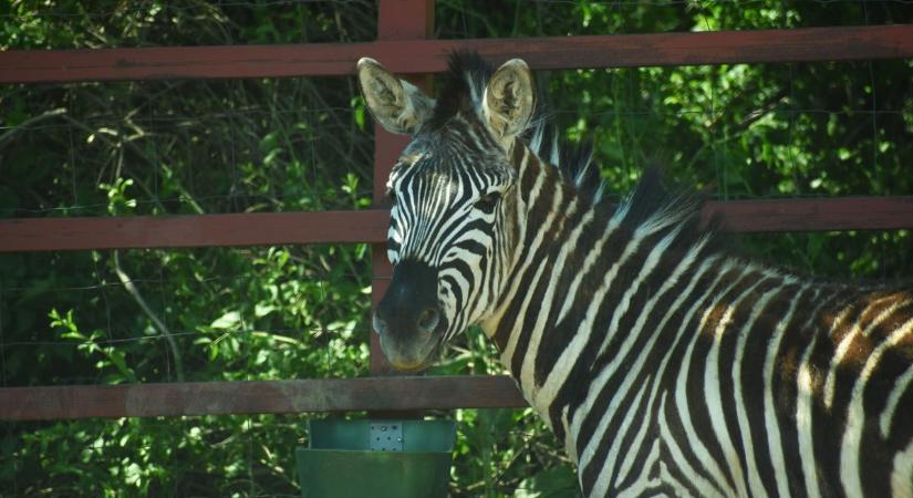 Zalához legközelebb itt láthatsz zebrákat – különleges szafari élmény a Balatonnál