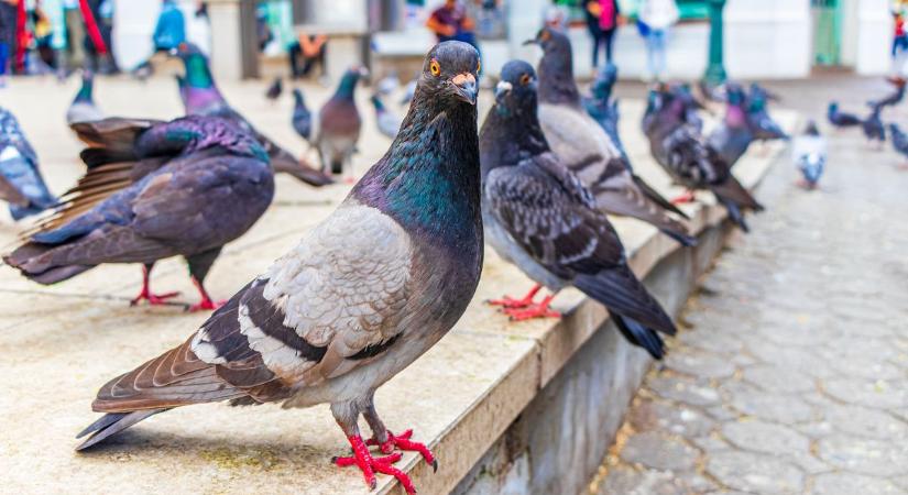 Varjak és galambok lepik el a várost: hogyan élhetünk együtt velük?