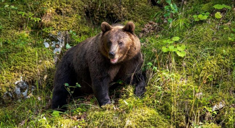 Drasztikus lépés a medvehelyzet miatt: Évente több mint 800 nagyvad kilövését engedné meg a miniszter
