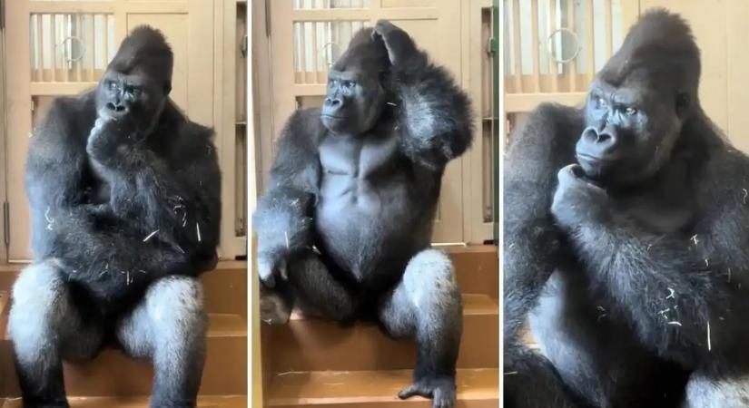 Min gondolkodik vajon Kijomasa, a higasijamai állatkert filozófus gorillája?