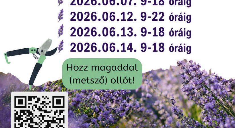 Programajánló – Levendula szüret a LevenDuna ültetvényen
