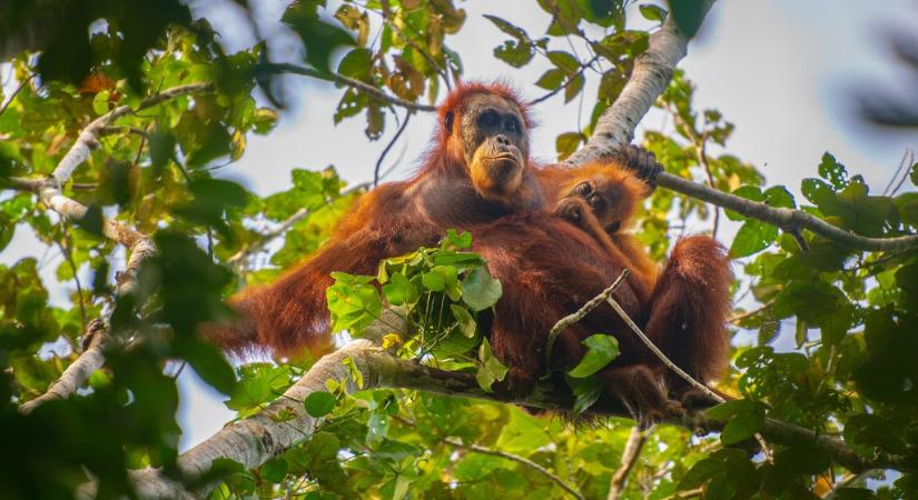 Egyetlen négynapos esőzés megölte a világ legritkább orangutánjainak 7 százalékát