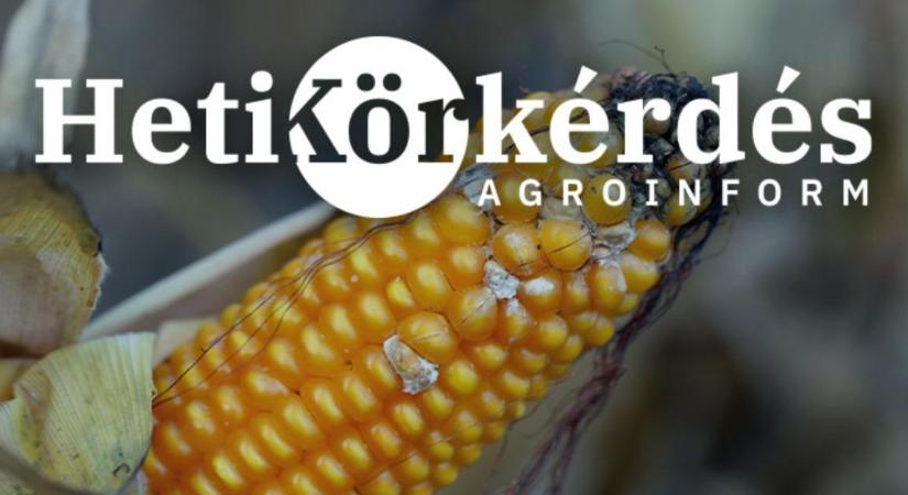 Toxinproblémák kukoricában. Mi a megoldás? – Heti Körkérdés
