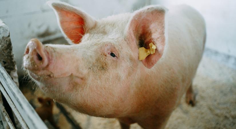 Különösen rosszkor jött a baj: a sertéspestis miatt végleg feladhatják a magyar gazdák