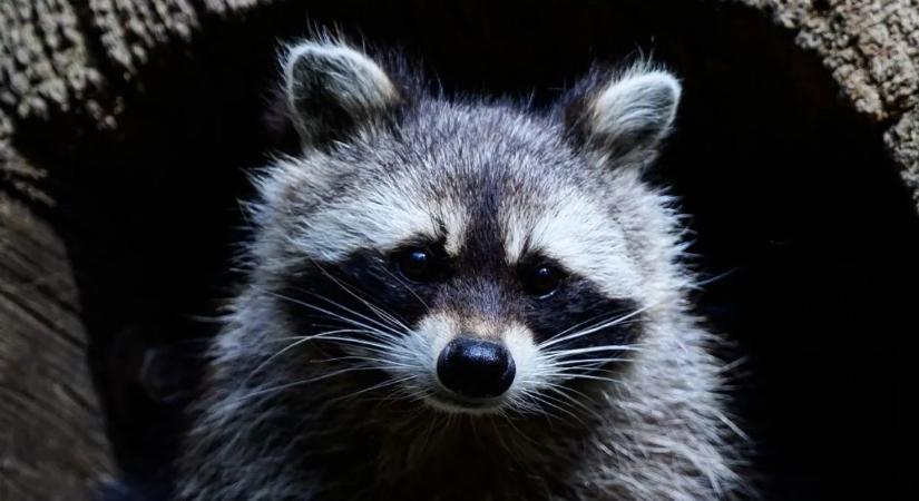 Aranyosnak tűnik, de pokollá teheti az életed az álarcos bandita
