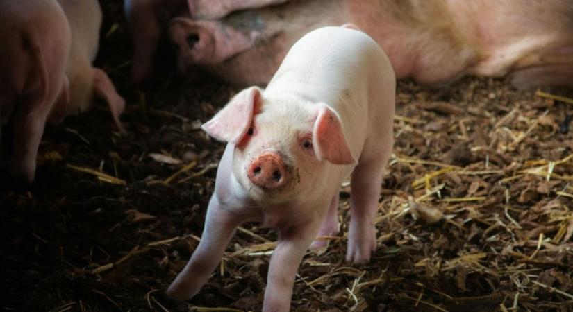 Újabb sertéseket kellett leölni: tovább terjed a járvány