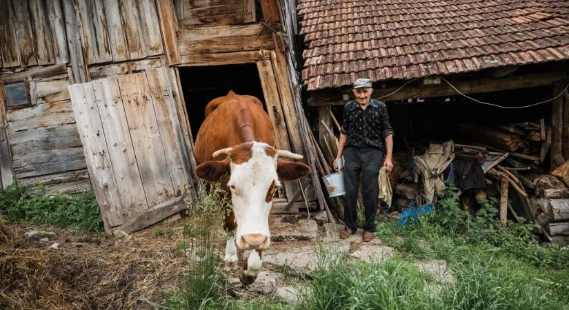 Elfogytak a lakók a faluból, ezért egyedül járnak már haza a tehenek
