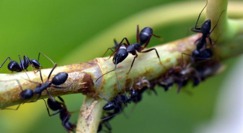 Sokan nem tudják, mit jelent: ezért lepik el a hangyák a konyhakerti növényeket