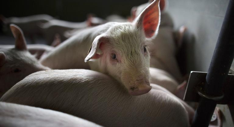A házisertések között is felbukkant a halálos kór, ha kell, katonák irtják ki a vaddisznókat