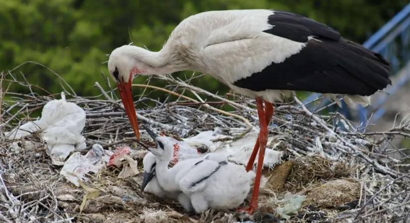 Drámai mentés a vihar után: két gólyafióka zuhant a fészekből a földre