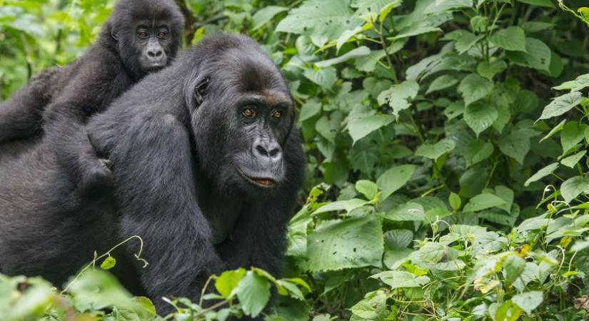 Megható videót posztolt a nemzeti park a gorillamamáról: pont úgy viselkedik, mint az emberi anyák