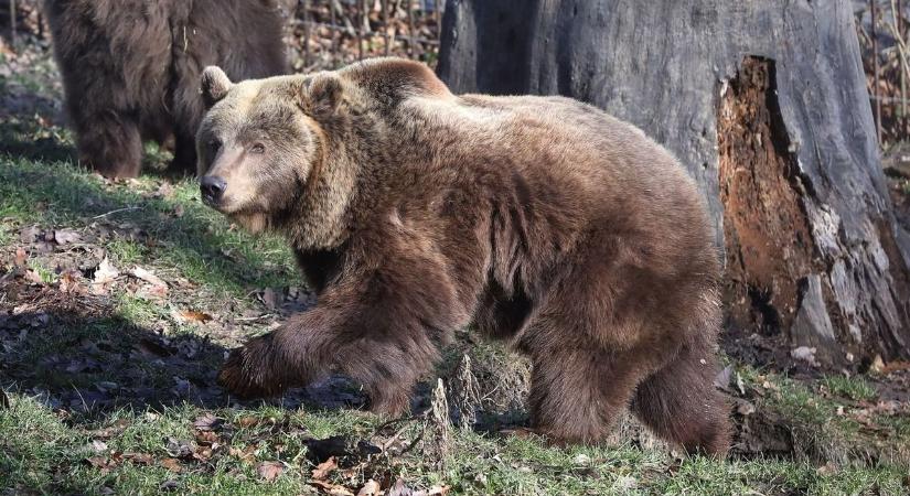 Újabb medveészlelés borzolja a kedélyeket Hevesben, megszólalt a polgármester