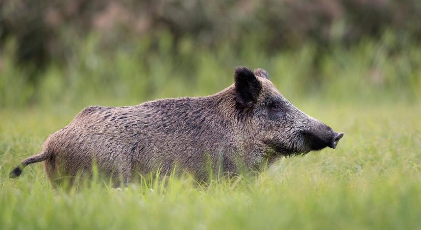 Afrikai sertéspestis: ha kell, katonák irtják ki a vaddisznókat