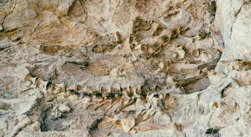 Hihetetlen felfedezés, kisfiú bukkant a 85 millió éves fosszíliára