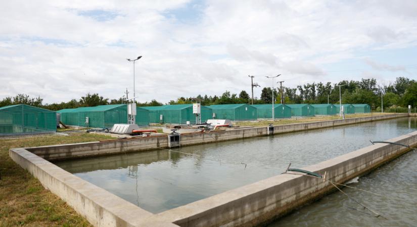 Halivadéknevelő rendszert adtak át Szarvason