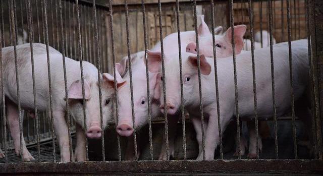 Sertéspestis – Továbbra is jelen van a betegség Horvátországban