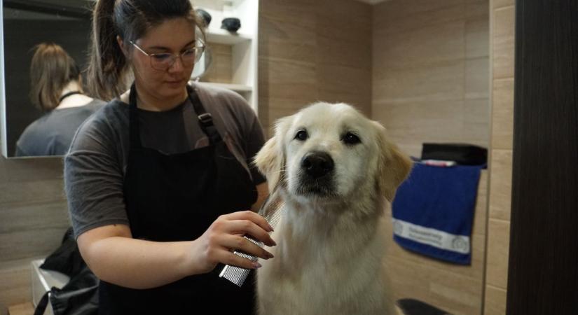 Toklászharcot vívnak gazdik és kutyák – Szakértők mondják el, hogyan nyerje meg a küzdelmet