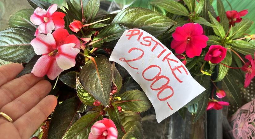 Egy apró trükk az iszákos pistike földjével és száz virággal hálálja meg júliusban