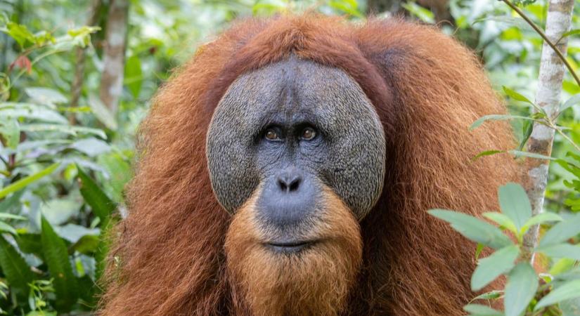 A klímaváltozás újabb áldozatai: tucatjával pusztultak el a kritikusan veszélyeztetett orangutánok
