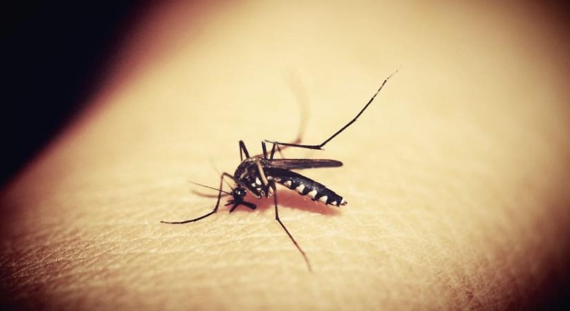 Valaki AI segítségével irtotta ki a dühítő szúnyogokat