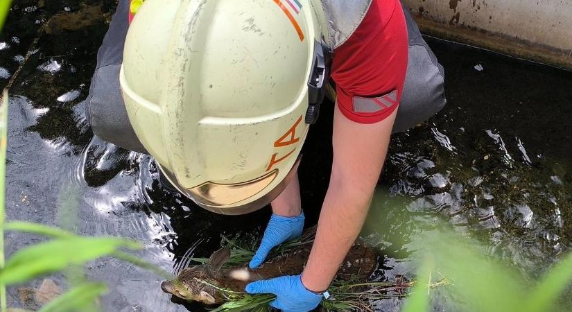 Vízbe esett őzgidákat mentettek a tamási tűzoltók (fotók)