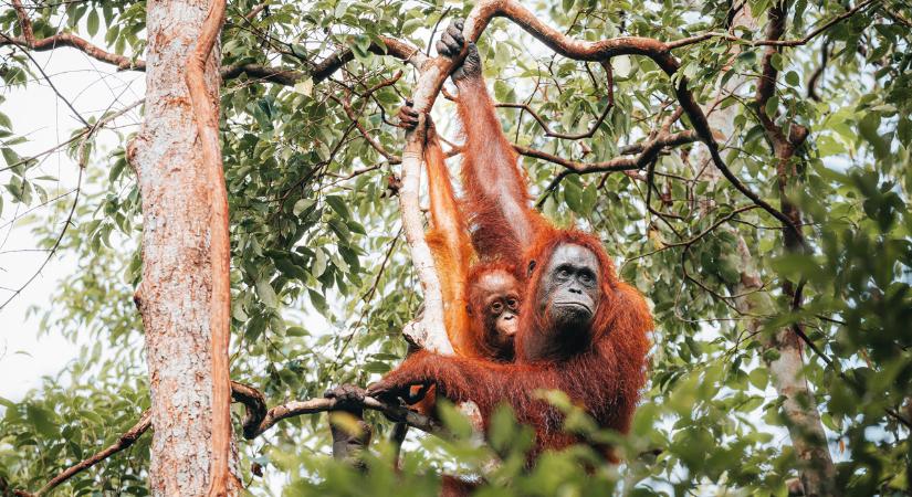 Egy négynapos esőzés végzett a világ legritkább orangutánjainak 7 százalékával