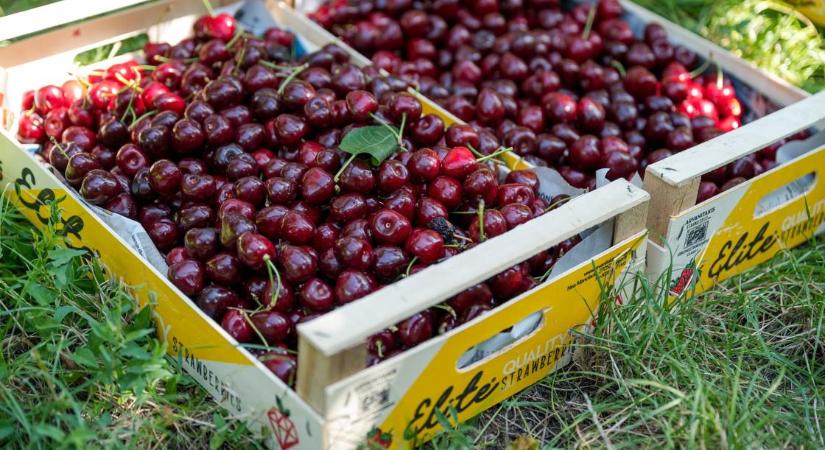 Jó hír érkezett a cseresznyéről, de valami miatt mégis óriásit bukhatnak a gazdák