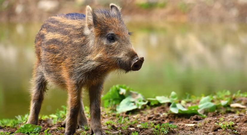 Rendkívüli lépés jöhet: a hadsereget is bevethetik, minden vaddisznót kilőnek a fertőzött térségben